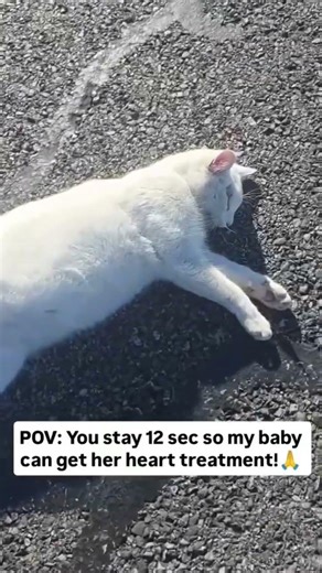 Help Kelly Breathe Easy Again 🐾Meet Kelly. We rescued her from a difficult situation. $600 needed