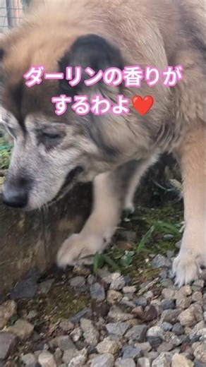 ダーリンの匂いに気づいて後を追う犬のムーちゃん