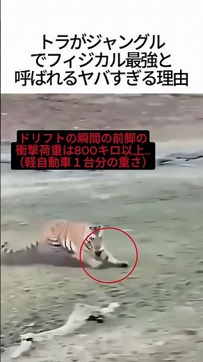体重200kgで時速60km！？トラがフィジカル最強と呼ばれる理由🐅💥