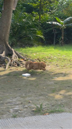 Barong's Random Cat Routine Ends with a Full-Speed Sprint Home! 😂🐱