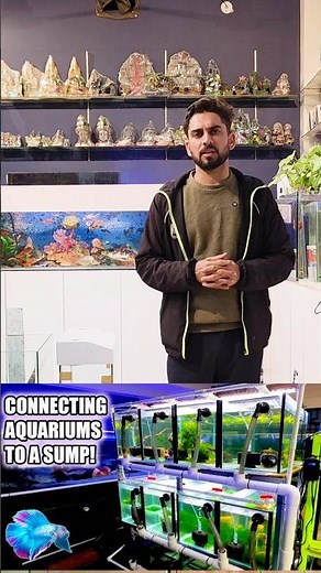 BUILD A SINGLE SUMP FOR MULTIPLE FISH TANKS | How to run multiple fish tanks with single sump filter