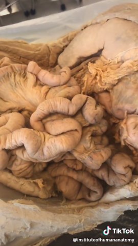 Unlocking the Power of PSOAS: A Fascinating Exploration of Human Biology