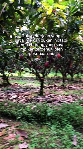 Cara Bertani Kakao di Indonesia: Panduan Singkat untuk Petani