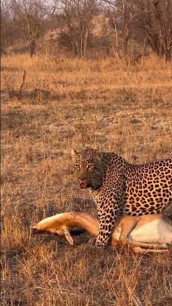Leopard pauses to scan his surrounding before dragging his meal to a safer location