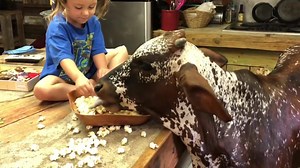 2.6M views · 16K reactions | Just another day in the life of an aspiring PBR bucking bull. Who sees this in their future? (: Rebecca Messenger/ Bent Rail Bucking Bulls) | PBR | Facebook