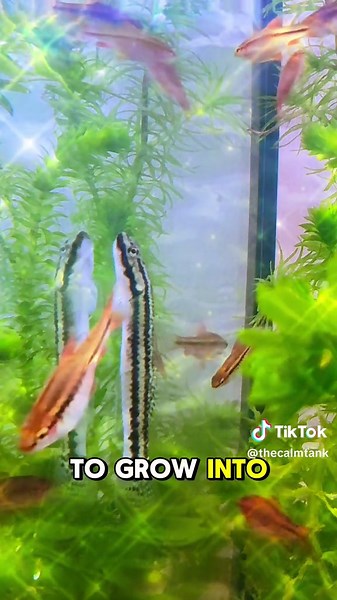 Rainbow Goby: The Ultimate Freshwater Cleanup Crew