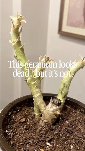 Don’t Throw Away Your Geraniums — They’re Not Dead