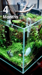 41K views · 589 reactions | Nano Aquascape Maintenance #aquarium #aquascape #nanotank #nano #reelsfb | The Urban Nemophilist | Facebook