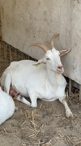 Just a day in the life of a Saanen goat 🇨🇭 #goatpurefarms #goatpure #saanengoats #saanendoe #saanenpakistan #dairygoats #swissgoats #exoticgoats #milkinggoats #dairygoatfarm #whitegoats #gulabigoats #goatlife #goatpuregenetics | Goat Pure Farms