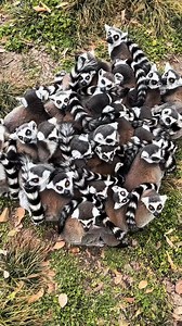 So so adorable, Ring tailed lemur | Nature And Wildlife