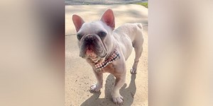 Furry Friends Friday: Gus