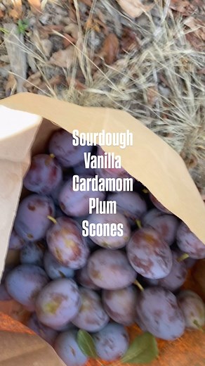 It’s plum season! And these vanilla cardamom plum scones turned out even better than I expected. I used firm Italian plums, fragrant vanilla and fresh ground cardamom. My kitchen smelled like a dream! As always, I used my melted butter scone hack. It worked beautifully. What do you think of this flavor combination? *resources for my baking and packaging supplies are linked in my profile. #plumseason #plumrecipes #italianplums #italianprune #sourdoughscones #sourdoughdiscardrecipe #sourdoughrecip