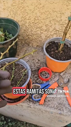 Cómo reproducir Bugambilias: guía paso a paso