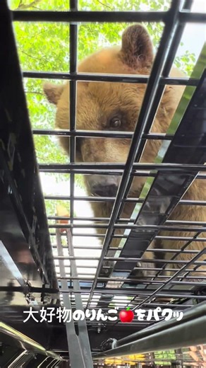 アメリカグマ🐻の大好物！？ #富士サファリパーク #動物 #fujisafaripark #animals ＃スーパージャングルバス