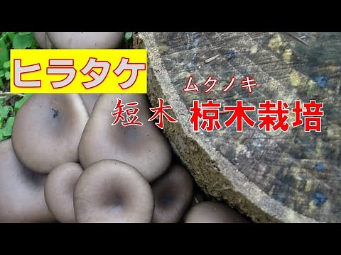 ヒラタケ栽培は、植菌した年に何回も収穫できるキノコです