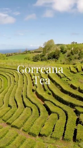 🌿🌳 Explore the natural beauty of the Azores’ largest island, São Miguel. Visit the iconic Lagoa das 7 cidades, the oldest tea plantation in Europe - Gorreana, the lush rainforest of Parque Natural da Ribeira dos Caldeirões, the geothermal wonderland of furnas, try the cozido das furnas (a traditional stew cooked in the ground using volcanic heat), and relax on the black sand beach of Mosteiros. #azores #saomiguelisland #açores #lagoadas7cidades #gorreanatea #ribeiradoscaldeirões #furnas #cozid