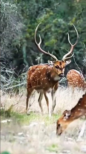 🎯 Ultimate Precision: Traditional Bow Hunting in the Wild! #Archery#Hunting #BowAndArrow#DeerHunting