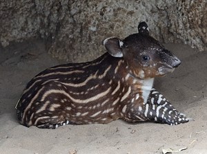 Endangered Baird's Tapir Born At San Diego Zoo