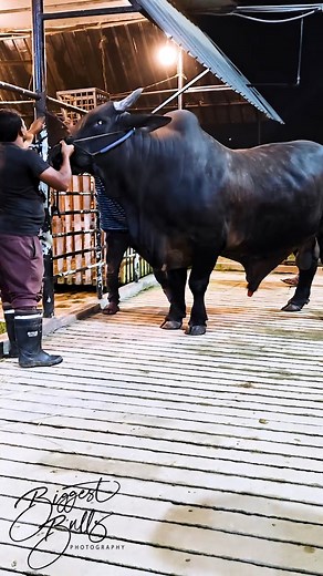 1.2 ton Holstein x Brahman bull #holstein #brahman #bull #cow #fbreels | Biggest Bulls Photography