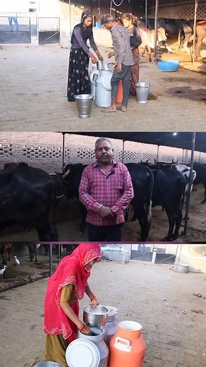 143K views · 1.7K reactions | Madhav dairy farm shahpura Bhilwara #डेयरी #डेयरीफ़ार्म #गाय #भेंस #एचएफ #gircross #मुरा #बन्नी #बफ़्लो #hfcow #पशु #cattle #sheep #bhed #goat #farming #farmer #agriculture #agriincubation #Trending #trend #trendingreels #trendingréels #viral #trendingnow #goat | Narendra Rebari | Facebook