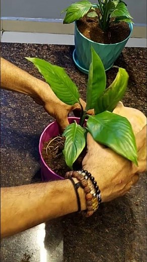 Peace Lily Repotting – Step-by-Step Guide for Healthy Growth #rizkigameon #kalpagarden