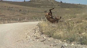 462K views · 397 reactions | OOF! "When 2020 drops you on your face, make like this elk during the rut & get back up. This big guy was so focused on chasing a cow elk, he didn’t notice Biologist Brian Maxfield in his truck nearby, or the fence. The bull continued chasing the cow, acting like nothing happened. " - Utah Division of Wildlife Resources | KUTV 2News | Facebook