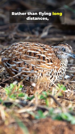 The buttonquail is a small ground bird that moves quietly #facts #naturereels #wildlife #nature