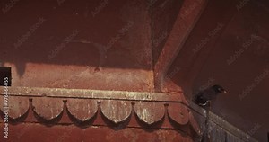 Varanasi, Uttar Pradesh, India. Rose-ringed parakeet take off from branch growing on old red wall Chet Singh Fort on Chet Singh Ghat. Sunny day. Slow motion. Sittacula krameri, ringneck parrot, Kramer