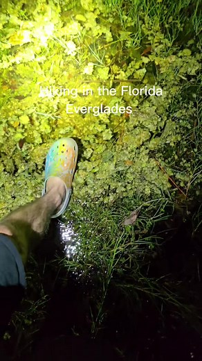 Catching Wild Pythons in the Florida Everglades