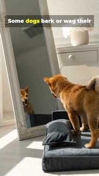 Why Dogs React to Mirrors 😳🐶 Explained #pets #petsrule #cutedogpuppy