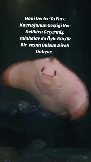 HANİ DERLER YAAA ??