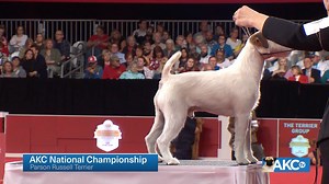 Don’t be fooled by all that cuteness— these dogs are tough little guys built for England’s traditional sport of foxhunting. Meet the Parson Russell Terrier! | AKCtv