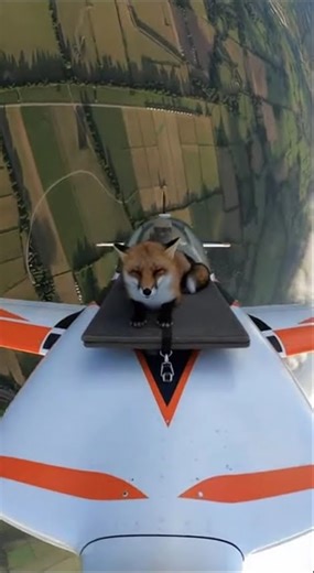 A fox… RIDING on top of a plane mid-flight?! 😳🦊✈️ #fox #flyingfox #airplaneview #aerialshot