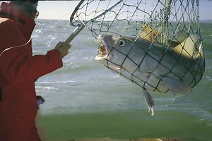 Catch Cod and Codling During the Spring Run