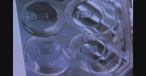 'Decode how the brain computes': How UW researchers 3-D printed living brain tissue, what it means going forward