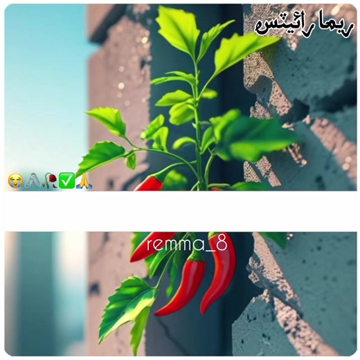 #sindhipoetry #sindhistatus #remma_8 #sindhivirlpoetry #sindhipoetrystatusvideo