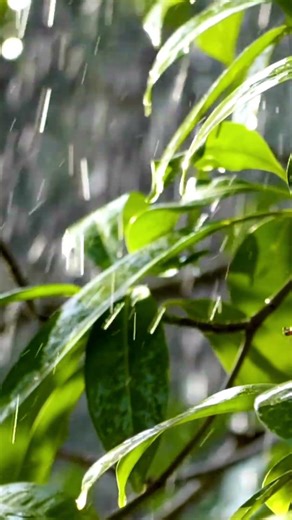 Fall asleep fast with rain sounds 😴