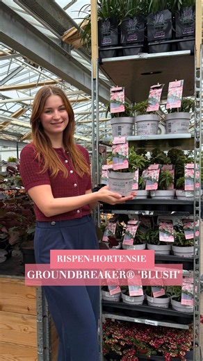 Die will man einfach haben! 🌸 Hier nochmal zusammengefasst: - Groundbreaker® 'Blush' = erste Bodendecker Rispen-Hortensie ever 😍 - Blüht von Juli – Sept.: Erst weiß, dann rosa - Pflegeleicht, mega winterhart ❄️ – und dieses Jahr nicht mehr nachlieferbar! Schnell im Markt oder Online sichern. 🏃‍♀️💨 #Dehner #Rispenhortensie #GroundbreakerBlush #Sommergarten #Blütentraum #meindehner | Dehner