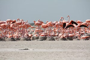 Knowledge Management Software Inspired by Ecosystems — Innovation — AskNature