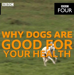 1.5M views · 4.3K reactions | Did you know that owning a dog could actually extend your life?  BBC Four | BBC Earth | Facebook