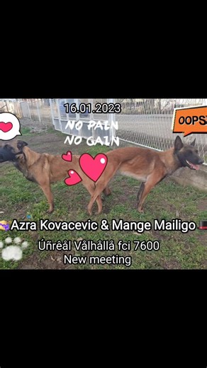 Unreal Valhalla kennel 7600 fci