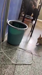 What a jump 😱🐰🐇 #rabbit #bunny #Funny #fun #viral #reels #pet #fbreels #reelsfb #shorts | USA Rabbit Lovers