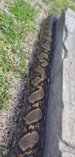 Huge reticulated python