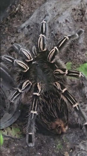 Zebra Tarantula Up Close – Stunning Spider Footage!