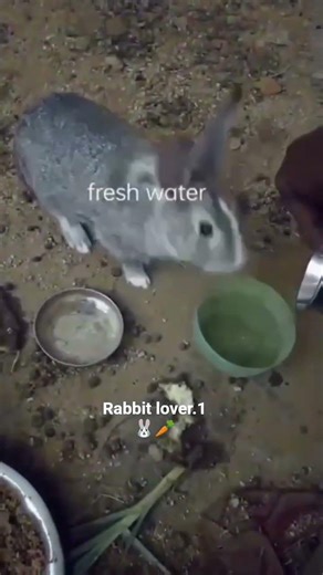 FEADING RABBITS 🐰🥕