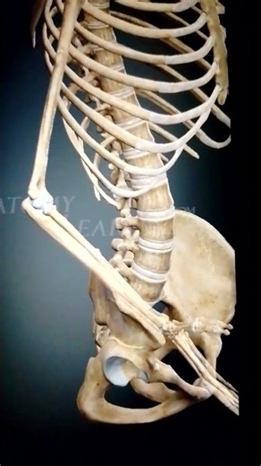 Know the anatomic movement: flexion and rotation