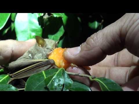 Jamaican Fig Eating Bat