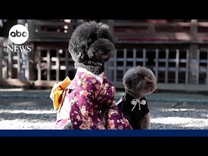 In modern-day Japan, dogs replace kids at coming-of-age ceremony