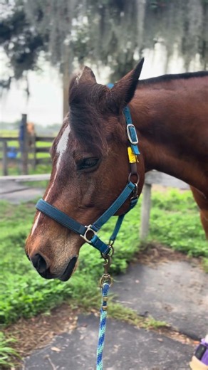 Horse processing behavior after massage