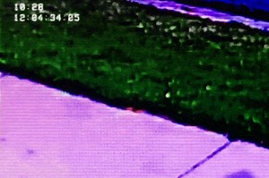 How Video Finally Proved That Cops Lie